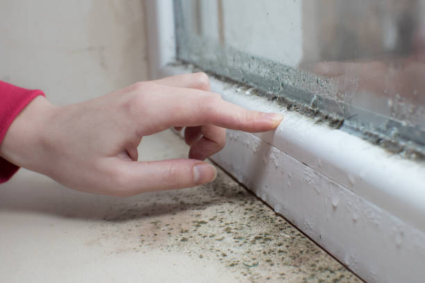 Best Mold Damage Restoration  in Terre Haute, IN