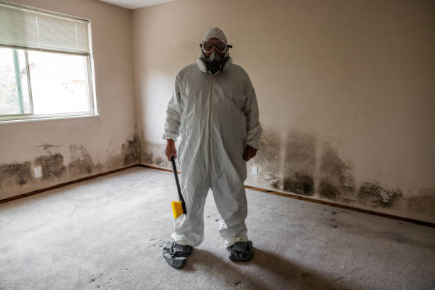 Best Water Damage & Mold Remediation  in Terre Haute, IN